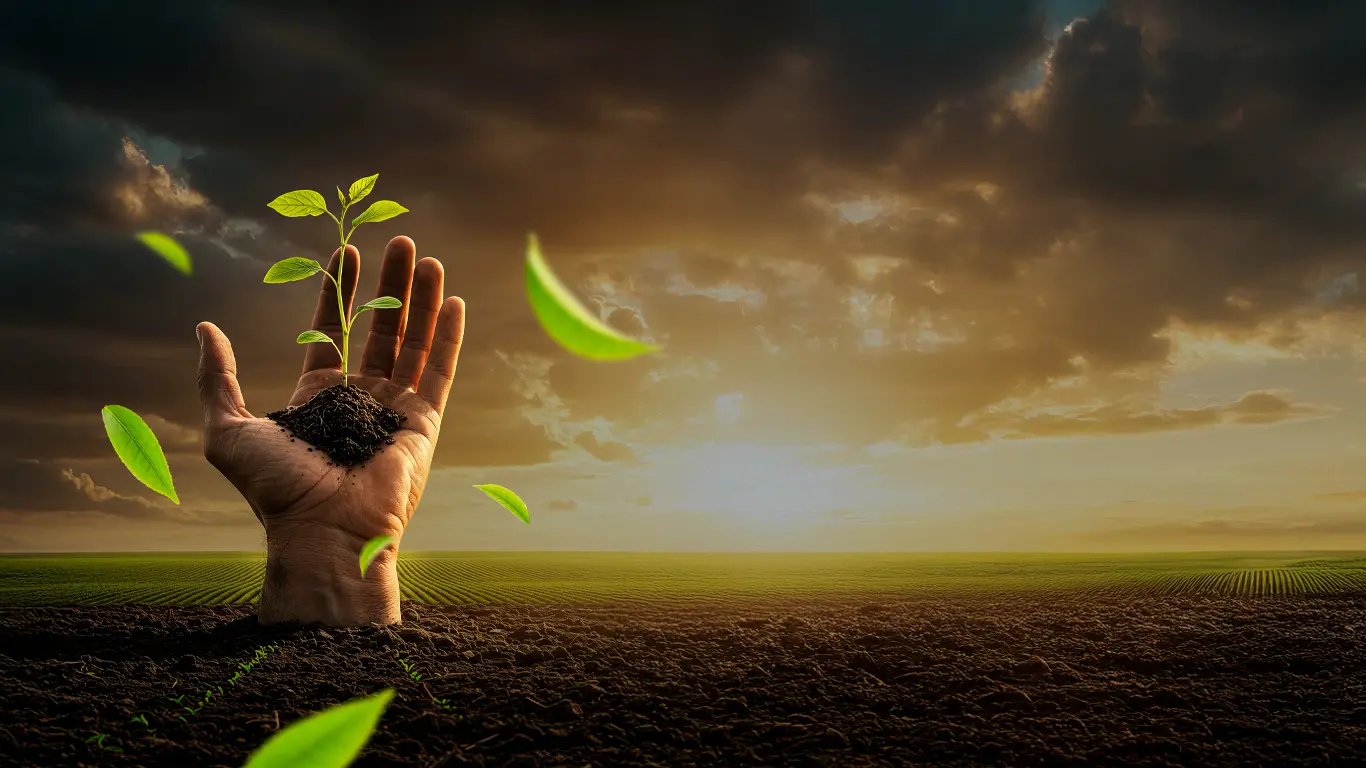 Bezirci Tohumculuk Tarla