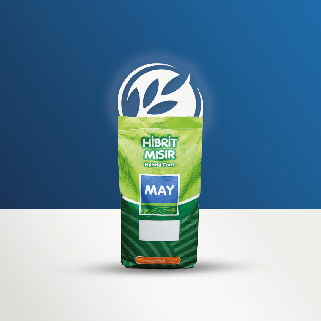 MAY M15G40 Mısır Tohumu